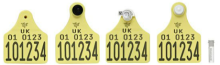 Calf Tags